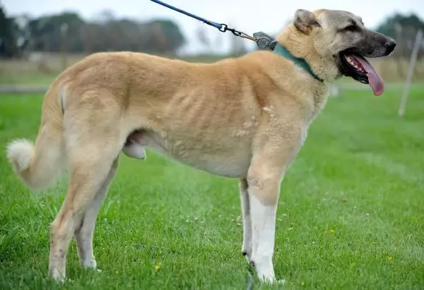 KANGAL VE AKBAŞLARI ALMAK İÇİN 1 YILLIK SIRAYA GİRİYORLAR