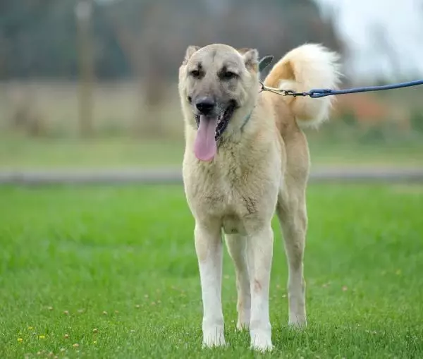 KANGAL VE AKBAŞLARI ALMAK İÇİN 1 YILLIK SIRAYA GİRİYORLAR