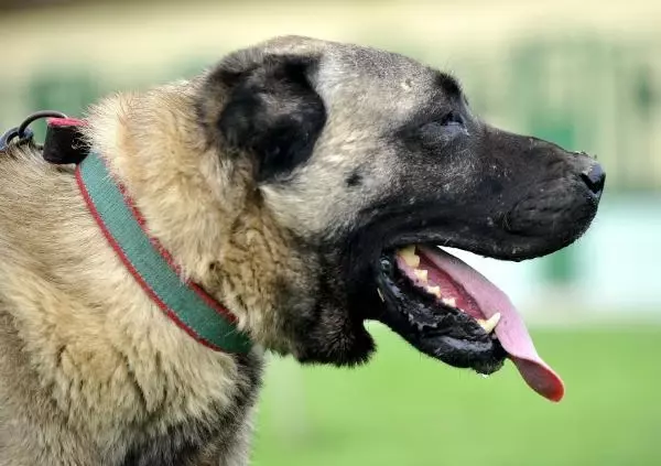 KANGAL VE AKBAŞLARI ALMAK İÇİN 1 YILLIK SIRAYA GİRİYORLAR