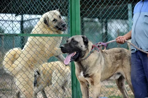 KANGAL VE AKBAŞLARI ALMAK İÇİN 1 YILLIK SIRAYA GİRİYORLAR