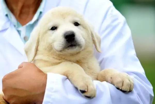KANGAL VE AKBAŞLARI ALMAK İÇİN 1 YILLIK SIRAYA GİRİYORLAR