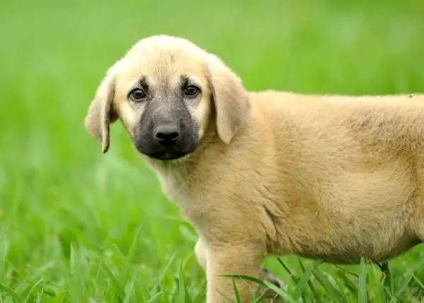 KANGAL VE AKBAŞLARI ALMAK İÇİN 1 YILLIK SIRAYA GİRİYORLAR
