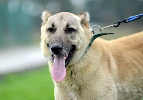 KANGAL VE AKBAŞLARI ALMAK İÇİN 1 YILLIK SIRAYA GİRİYORLAR