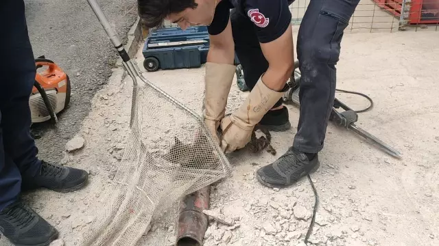 Kafası demir boruya sıkışan kediyi itfaiye kurtardı