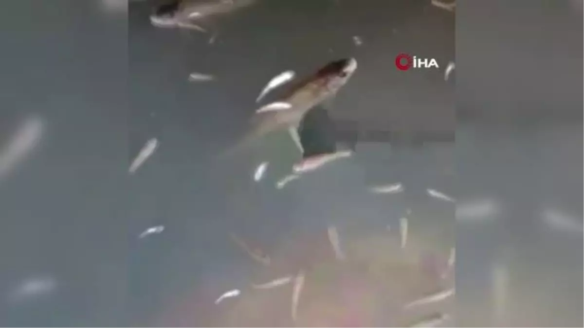 Kulp Çayı kurudu, binlerce balık telef oldu