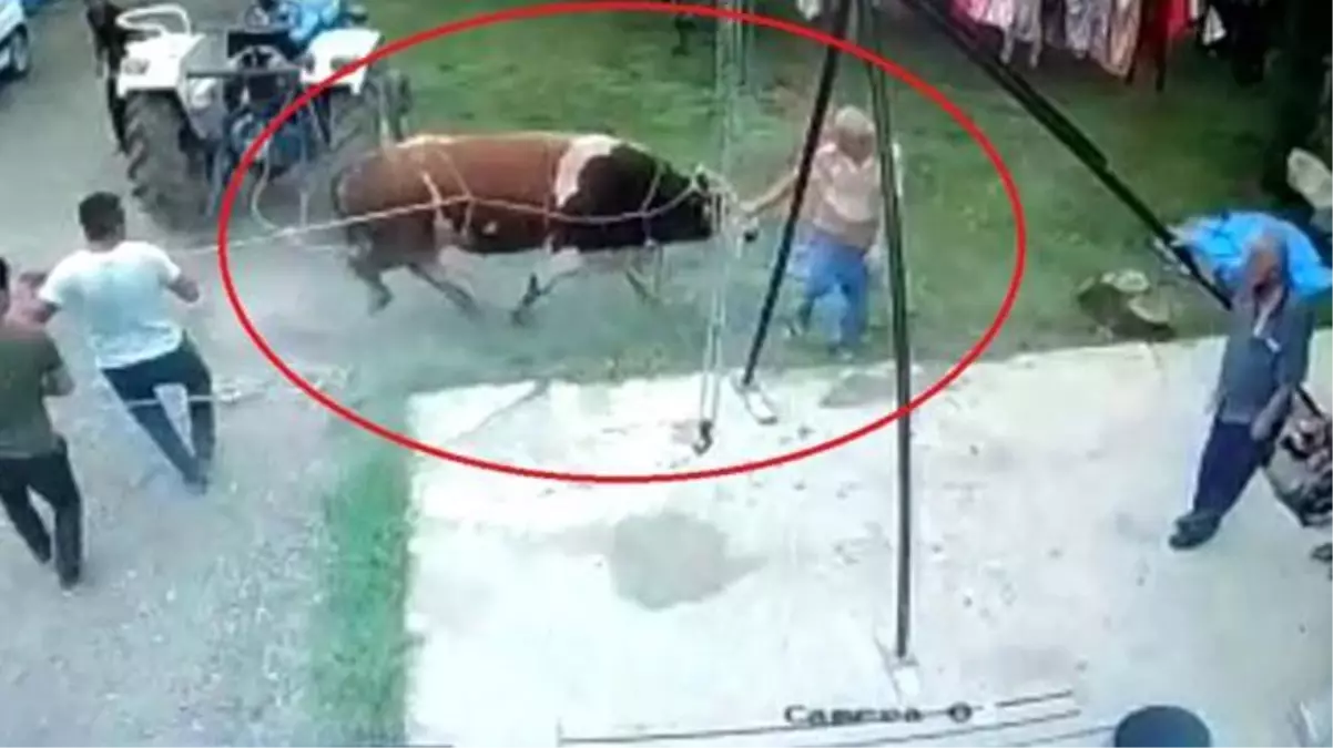 Kurbanlık boğanın saldırdığı yaşlı adam, hayatını kaybetti