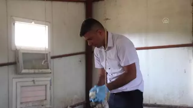 Araziye terk edilmiş halde bulunan 300 civciv, kadın çiftçiye emanet edildi