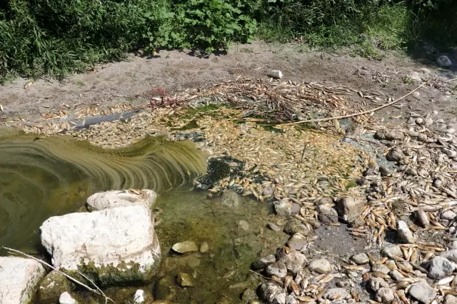 Asi Nehri'nde balık ölümleri görülmesi üzerine çalışma başlatıldı