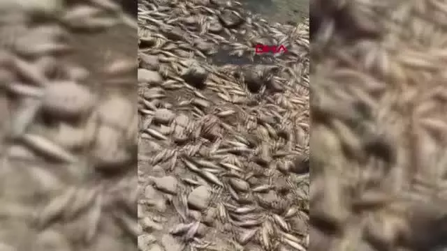 ASİ NEHRİ'NDE SU SEVİYESİ AZALINCA BALIKLAR ÖLDÜ