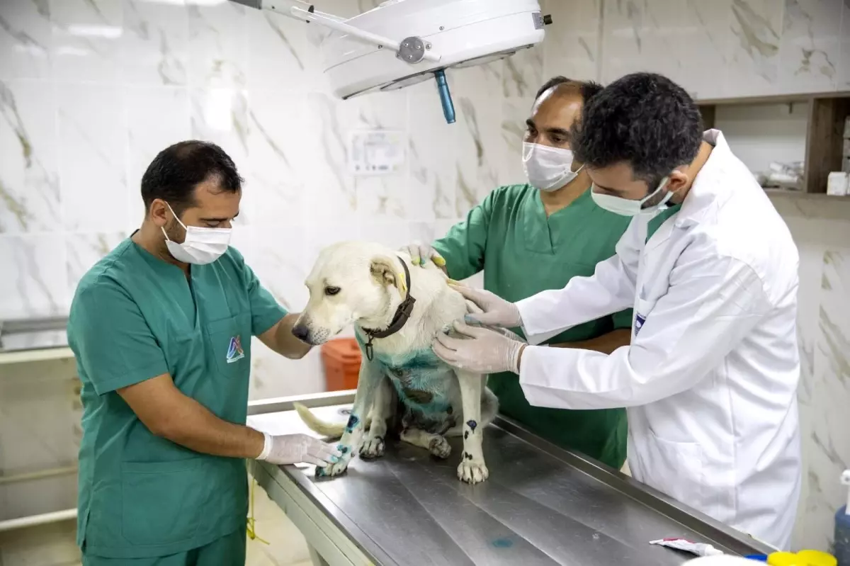 Elektrikli bisikletin arkasında sürüklenen köpek tedavi edildi