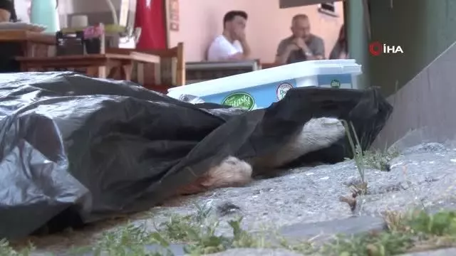 Eskişehir'de kedi vahşeti