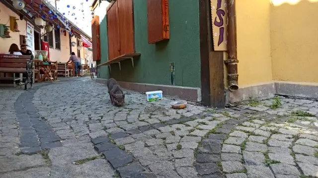 Eskişehir'de kedi vahşeti