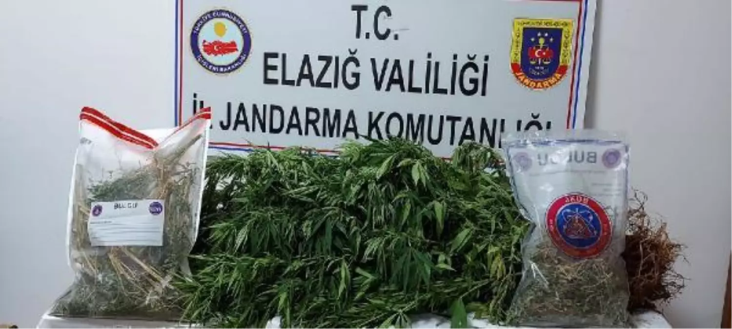 Son dakika... Evinin bahçesine kenevir eken şüpheli gözaltına alındı