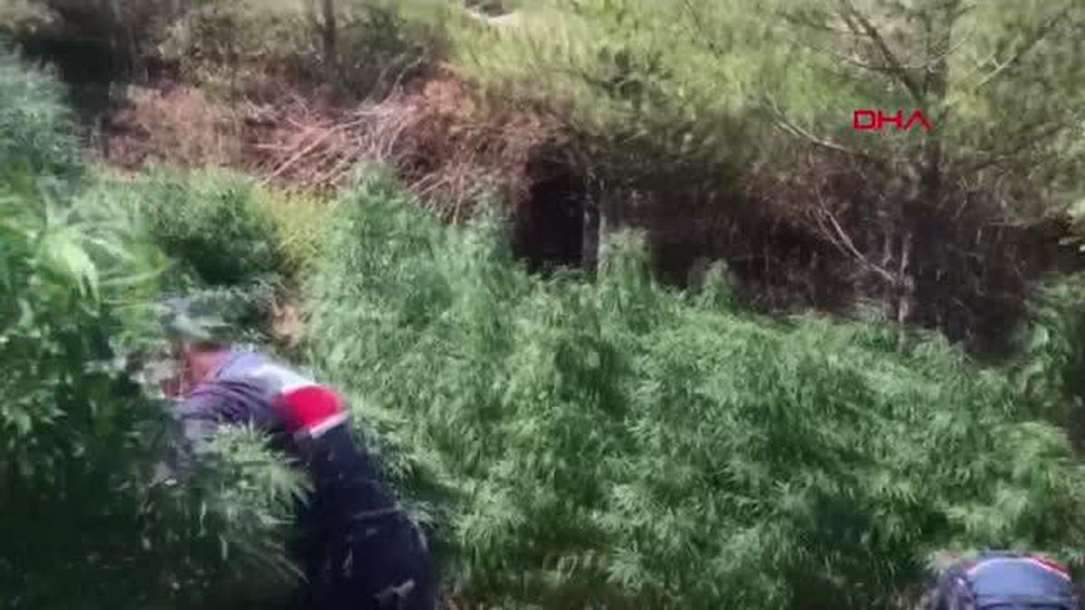 Jandarmanın takibi, kenevir yetiştirenleri ele verdi