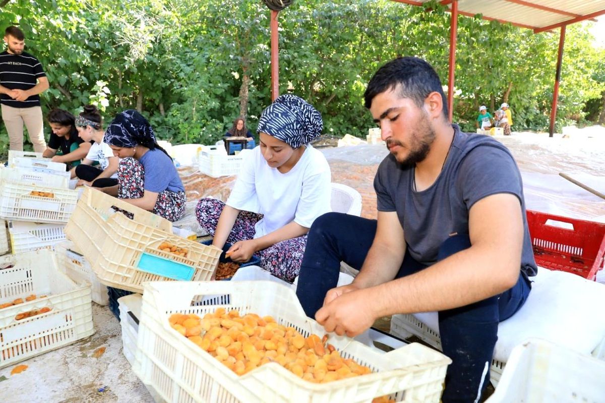 Kayısı hasadında bayram sonrası yoğun mesai