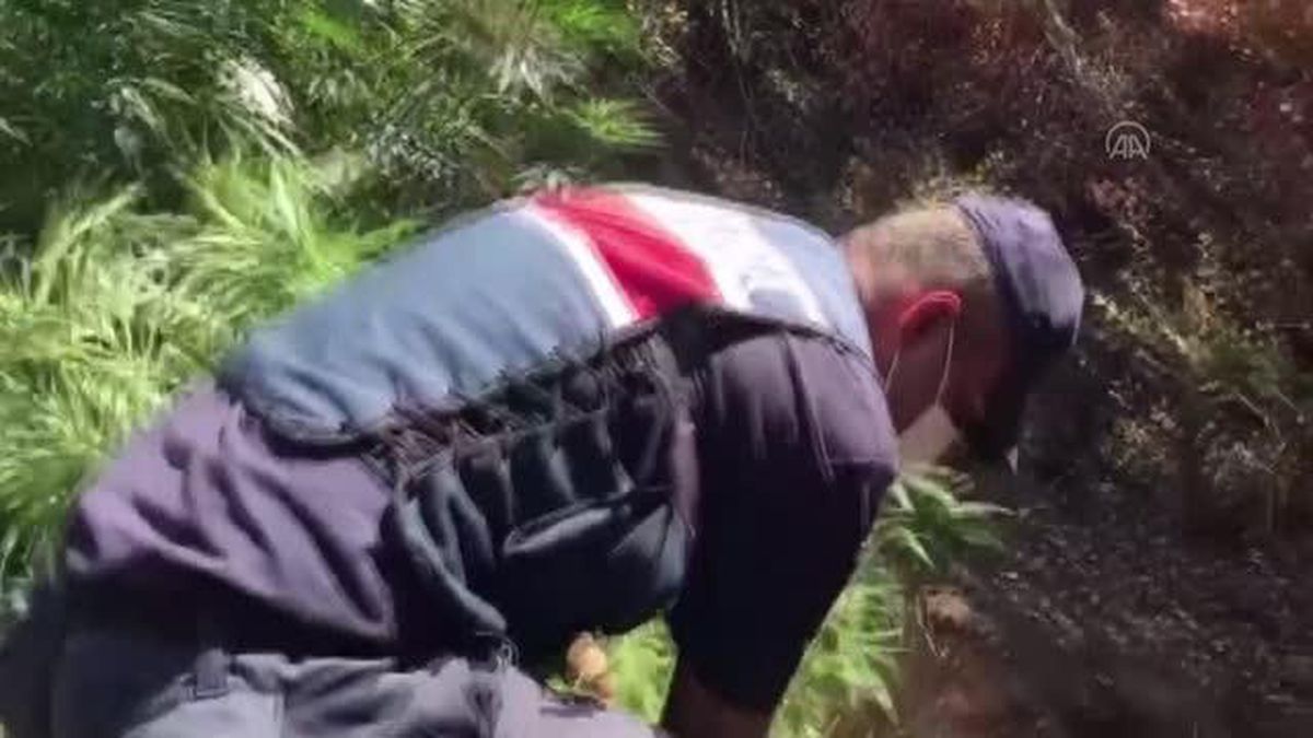 Kula'da 590 kök Hint keneviri ele geçirildi