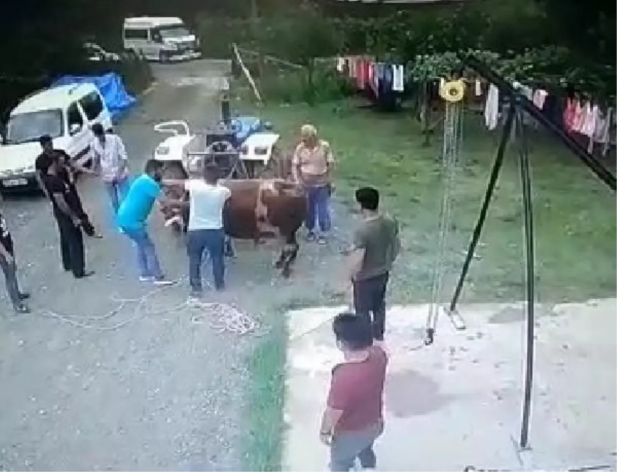 Kurbanlık boğanın saldırısında öldü, o anlar kamerada