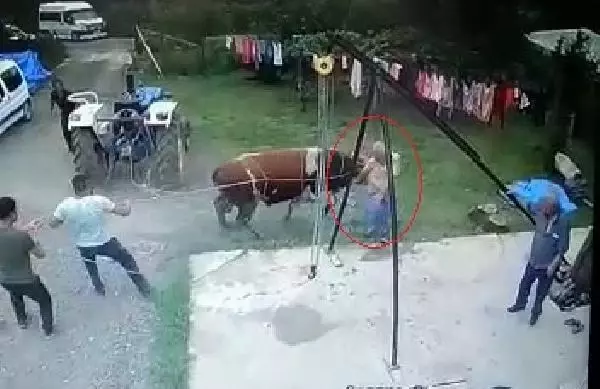 Kurbanlık boğanın saldırısında öldü, o anlar kamerada