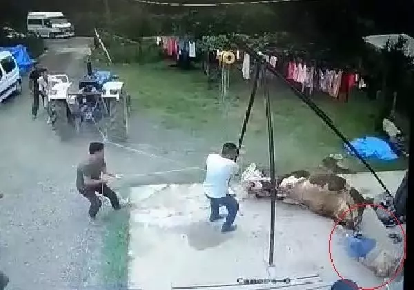 Kurbanlık boğanın saldırısında öldü, o anlar kamerada
