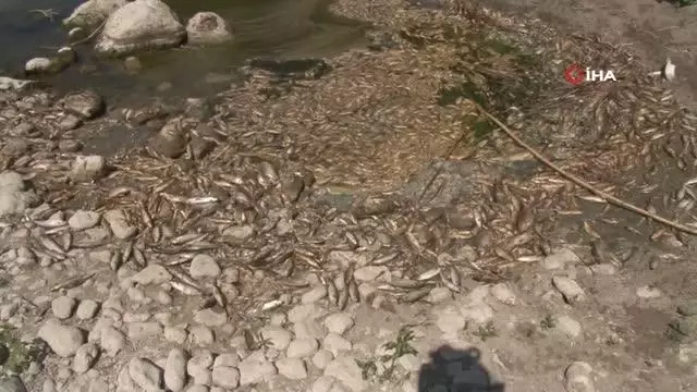 Hatay'da balık ölümleri