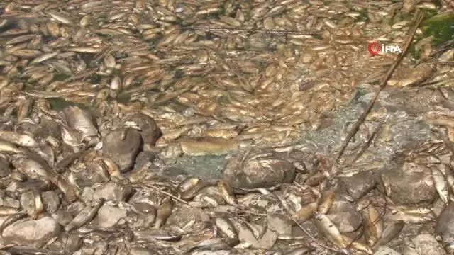Hatay'da balık ölümleri