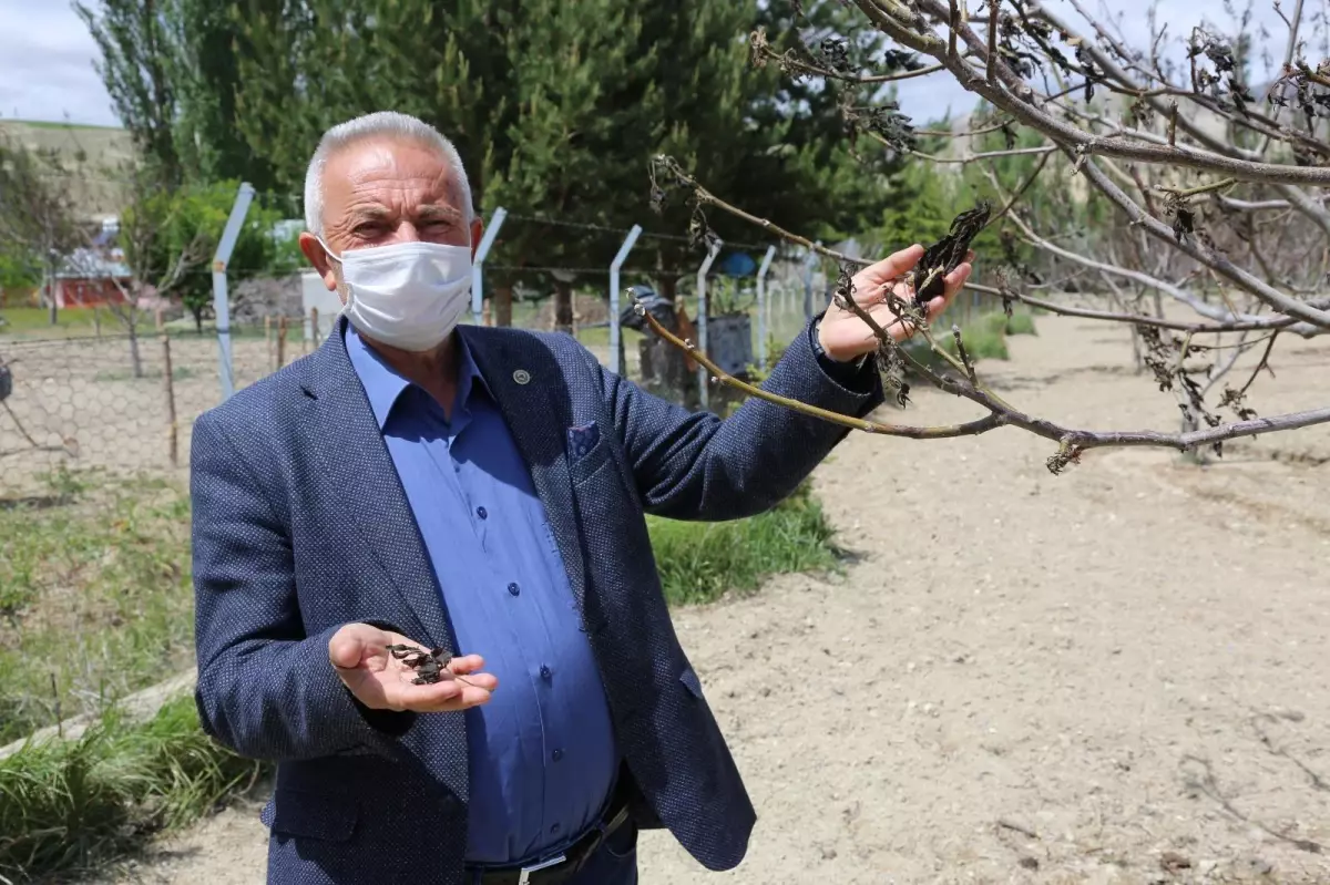 Gürün Ziraat Odası Başkanı Hüseyin Aktepe, anız yakılmaması konusunda  çiftçileri uyardı - Haberler