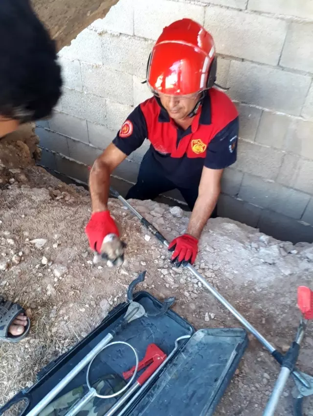 İki duvar arasına sıkışan yavru köpekler kurtarıldı