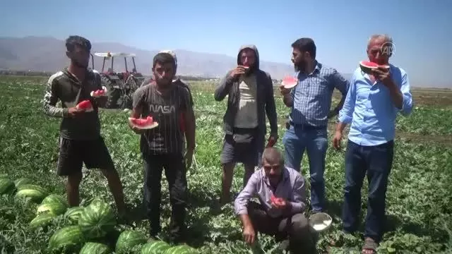 Karpuzdan 70 milyon lira gelir bekleniyor