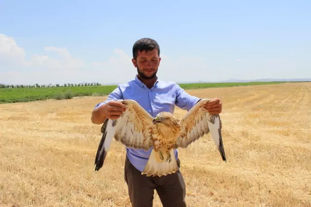 Koyun otlatan çoban, yaralı bulduğu kartalı köpek saldırısından kurtardı