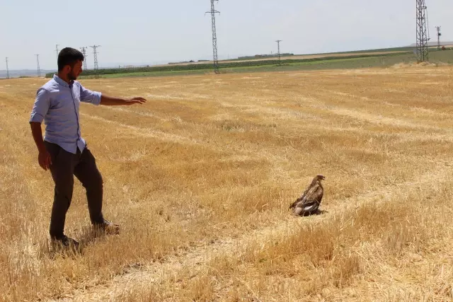 Koyun otlatan çoban, yaralı bulduğu kartalı köpek saldırısından kurtardı