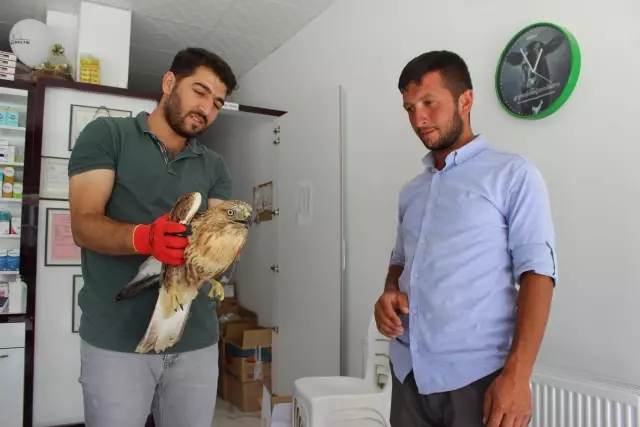 Koyun otlatan çoban, yaralı bulduğu kartalı köpek saldırısından kurtardı