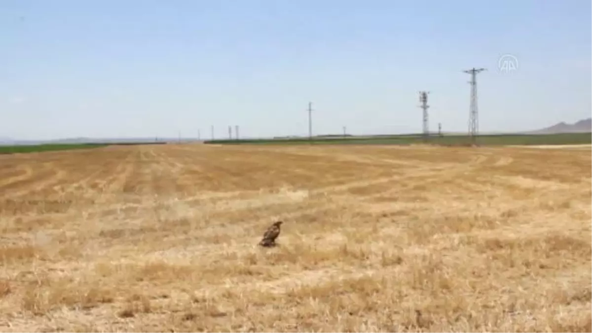 Koyun otlatan çoban, yaralı bulduğu kartalı köpek saldırısından kurtardı