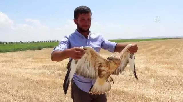 Koyun otlatan çoban, yaralı bulduğu kartalı köpek saldırısından kurtardı