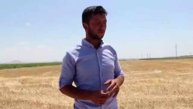 Koyun otlatan çoban, yaralı bulduğu kartalı köpek saldırısından kurtardı
