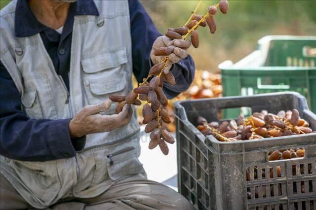 Rüyada hurma görmek ne demektir? Rüyada hurma görmek ne anlama gelir? Rüyada hurma görmek ne demektir? Rüyada hurma görmek ne anlama gelir?