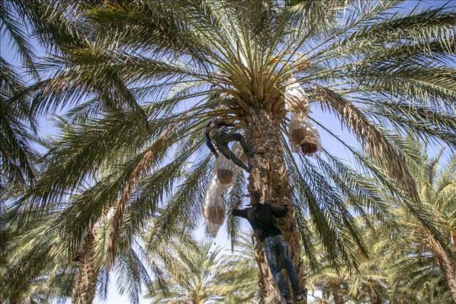 Rüyada hurma görmek ne demektir? Rüyada hurma görmek ne anlama gelir? Rüyada hurma görmek ne demektir? Rüyada hurma görmek ne anlama gelir?