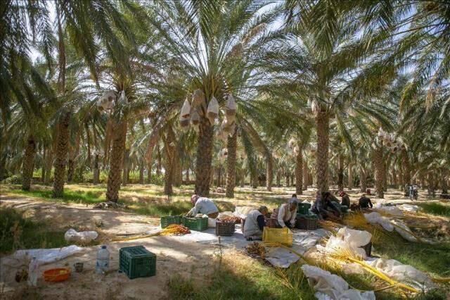 Rüyada hurma görmek ne demektir? Rüyada hurma görmek ne anlama gelir? Rüyada hurma görmek ne demektir? Rüyada hurma görmek ne anlama gelir?