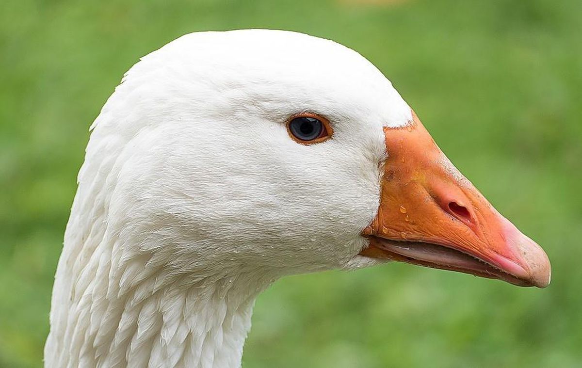 Rüyada kaz görmek ne demektir? Rüyada kaz görmek ne anlama gelir?