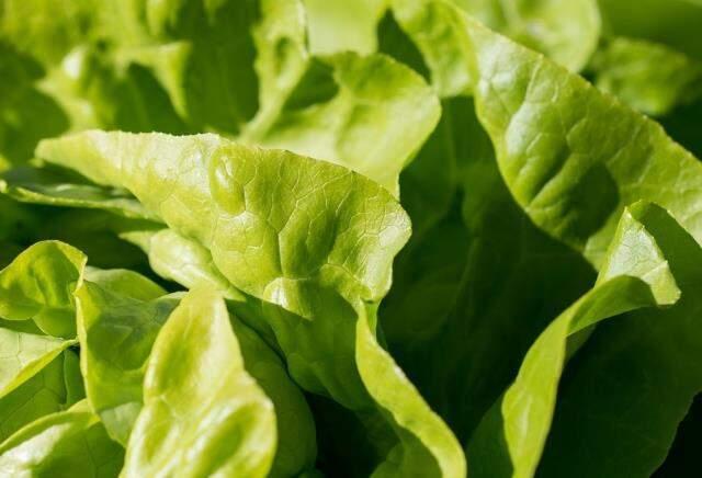 Rüyada marul görmek ne demektir? Rüyada marul görmek ne anlama gelir?