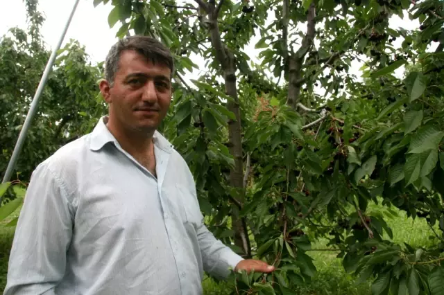 500 bin ağaçta 30 bin ton kiraz üretimi yapıldı