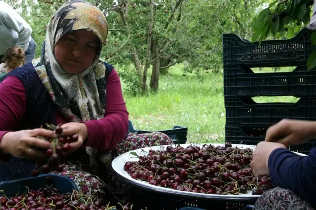 500 bin ağaçta 30 bin ton kiraz üretimi yapıldı