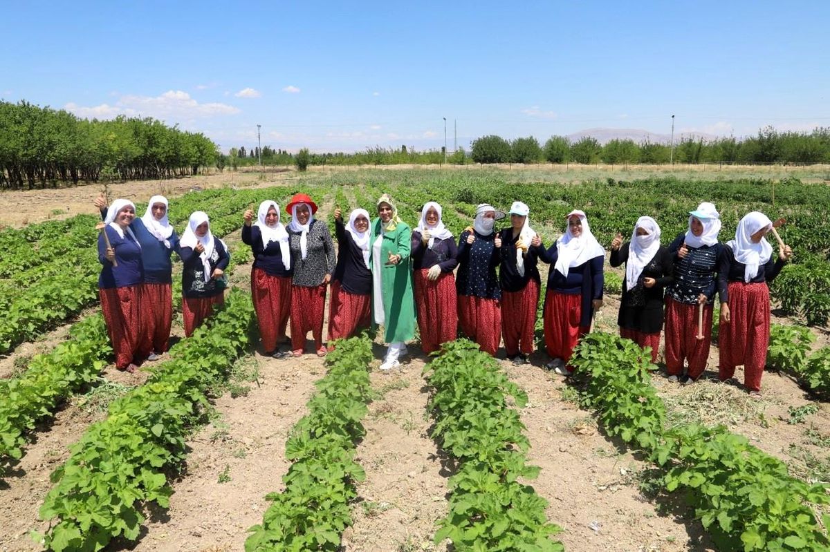 Battalgazi'nin gönüllü kadınları, ilk hasatlarını topladı