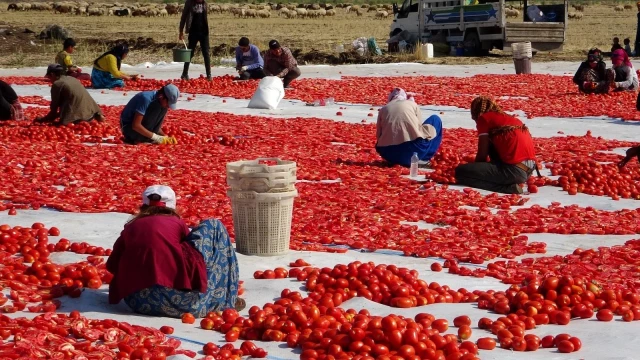 Diyarbakır'ın kurutulmuş domatesleri dünyaya ihraç ediliyor