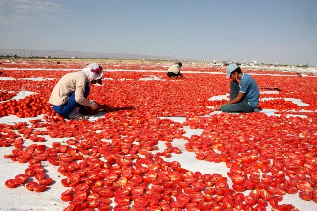 Diyarbakır'ın kurutulmuş domatesleri dünyaya ihraç ediliyor