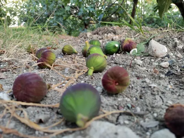 Kraliyet meyvesi Avrupa'ya gitmeye hazırlanırken dökülmeye başladı
