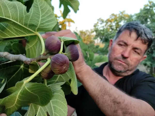 Kraliyet meyvesi Avrupa'ya gitmeye hazırlanırken dökülmeye başladı