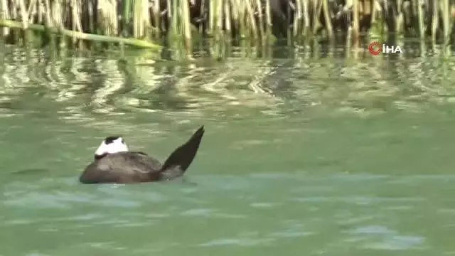 Erçek Gölü'nün müdavimleri dikkuyruklar