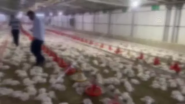 Jeneratörü bozulan çiftlikteki 35 bin tavuk telef oldu