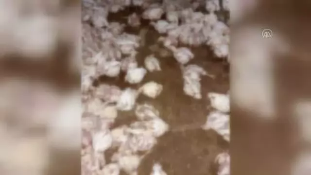 Jeneratörü bozulan çiftlikteki 35 bin tavuk telef oldu