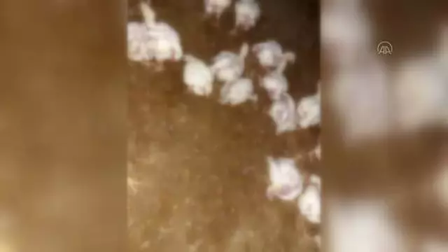 Jeneratörü bozulan çiftlikteki 35 bin tavuk telef oldu